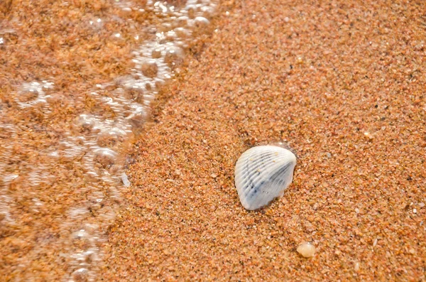 Shell surf — Stock Photo, Image