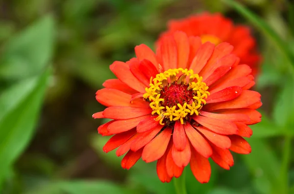 Flower — Stock Photo, Image