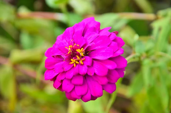 Flower — Stock Photo, Image