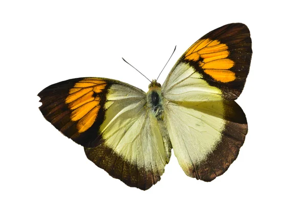 Mariposa monarca — Foto de Stock