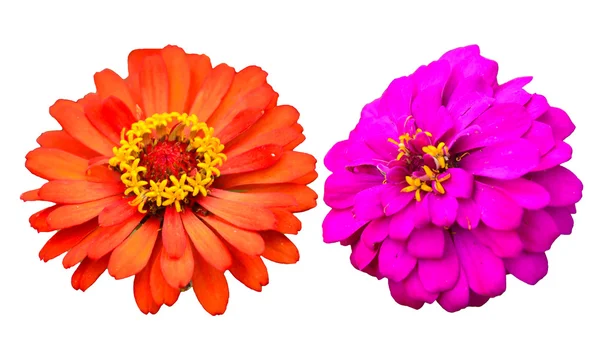 Två gerbara, orange och rosa blommor — Stockfoto