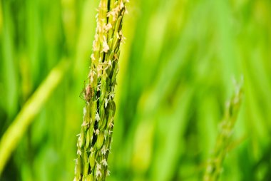 Tayland 'daki pirinç tarlası