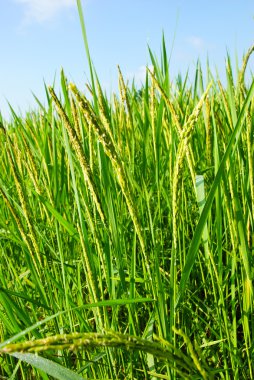 Tayland 'daki pirinç tarlası