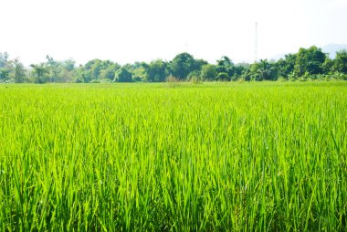 Tayland 'daki pirinç tarlası