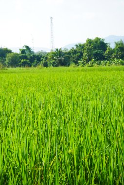 Tayland 'daki pirinç tarlası