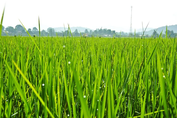 Rice field in Thailand — Stock Photo, Image
