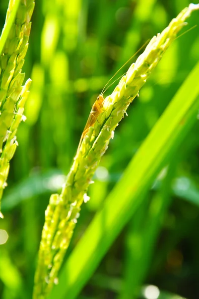 Rice field in Thailand — Stock Photo, Image