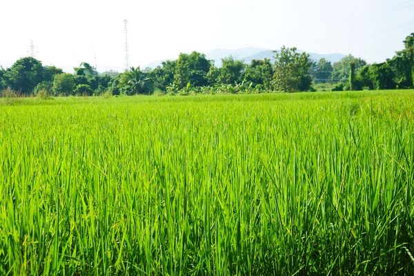 Rice field in Thailand — Stock Photo, Image