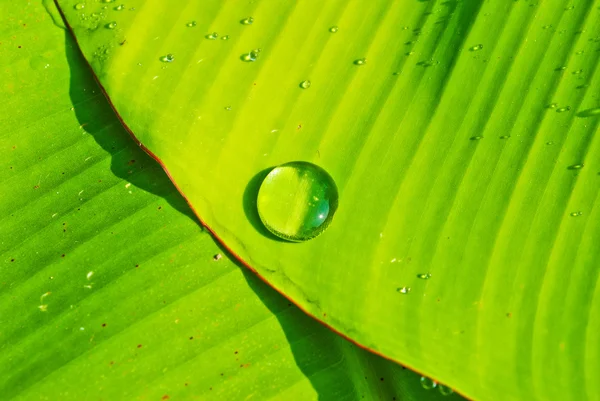 Foglia verde con gocce d'acqua — Foto Stock