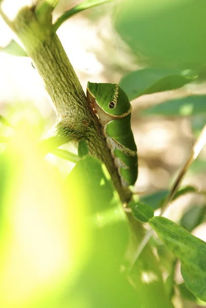 Falena di seta gigante (Polifemo ) — Foto Stock