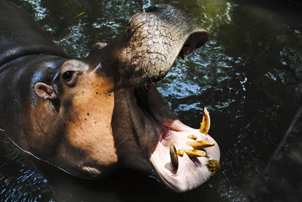 Hippo Hippopotamus open its mouth — Stock Photo, Image