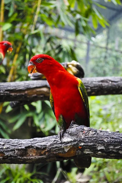 Dal üzerinde oturan Amerika papağanı — Stok fotoğraf