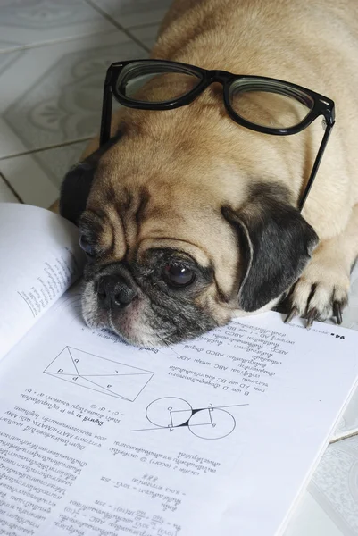 Hund schlief bei Hausaufgaben ein — Stockfoto