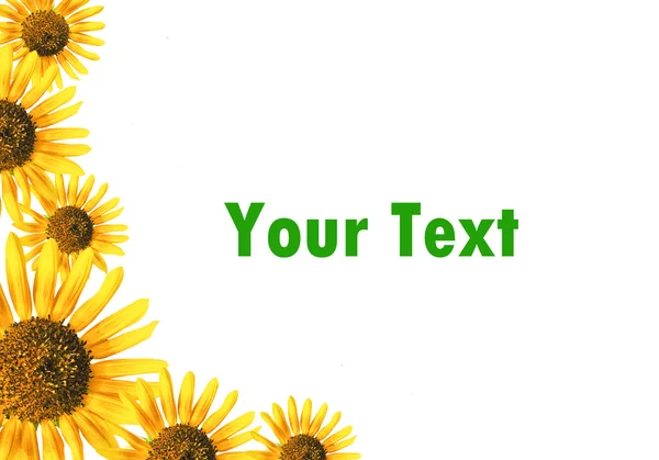 Sun flower frame — Stock Photo, Image
