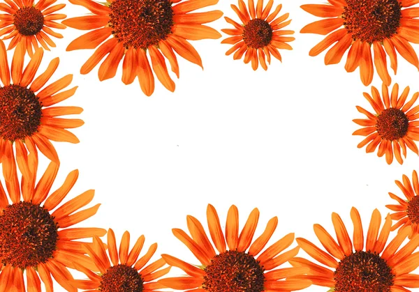 Marco de flor sol —  Fotos de Stock