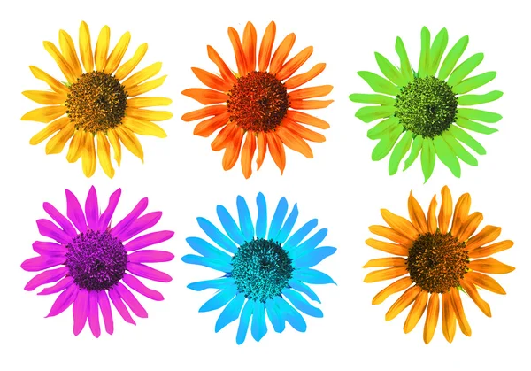 Flower full color — Stock Photo, Image