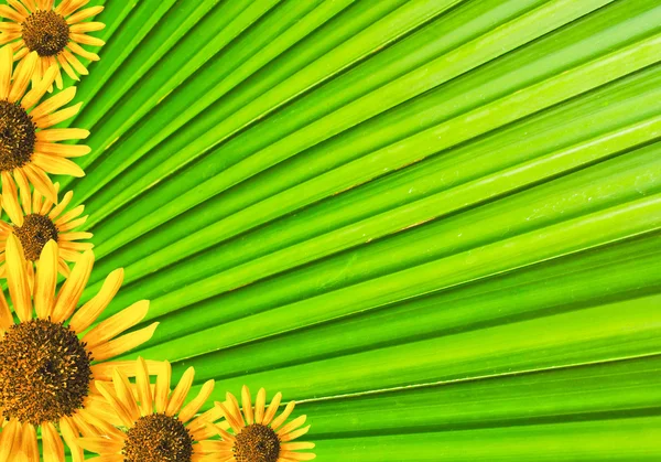 Sun flower çerçeve — Stok fotoğraf