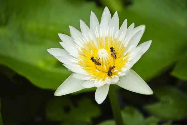 수련 — 스톡 사진