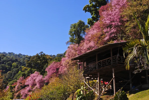 Sakura tailandese — Foto Stock