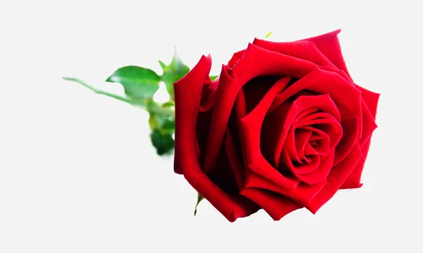 Rose — Stock Photo, Image