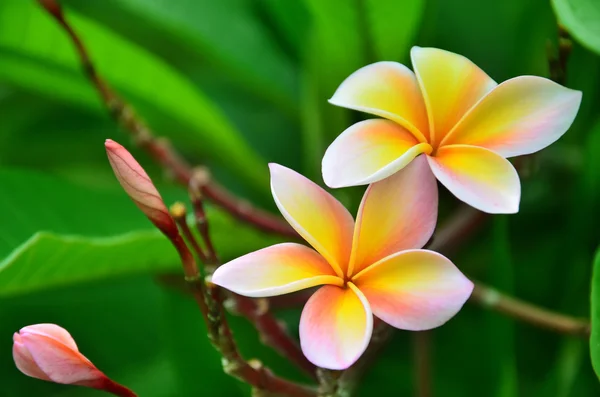 Frangipani bloem — Stockfoto