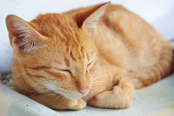 Спящий желтый кот — стоковое фото