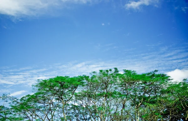 Ramos de árvores contra o céu sobre a natureza — Fotografia de Stock