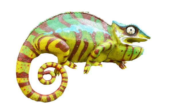 Kameleont - furcifer pardalis — Stockfoto