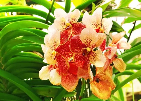 Beautiful orchids — Stock Photo, Image