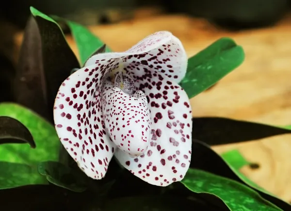 Красивая орхидея . — стоковое фото