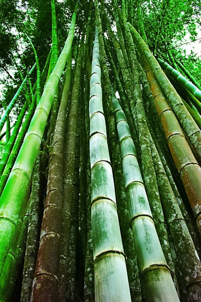 Floresta de bambu — Fotografia de Stock