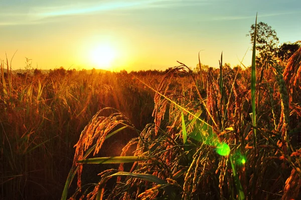 Puesta de sol sobre campo de arroz — Foto de Stock