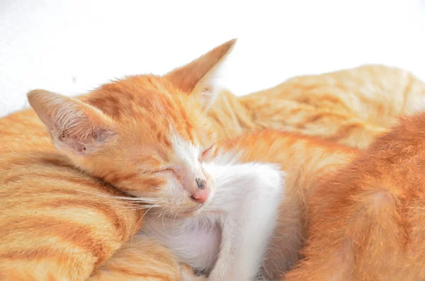 sarı kedi yavrusu