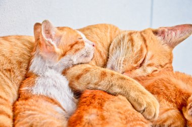 sarı kedi yavrusu