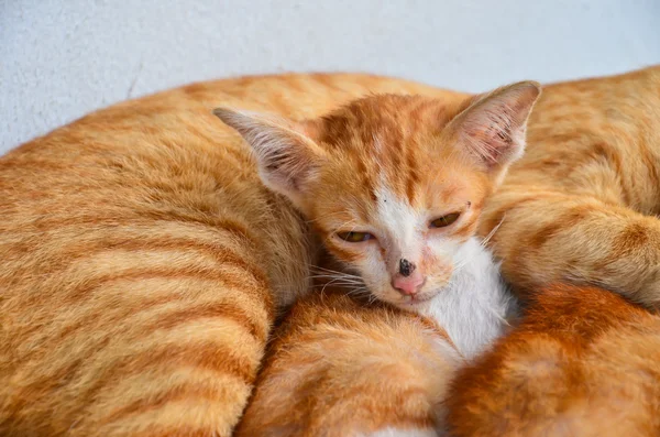 Yellow kitten — Stock Photo, Image