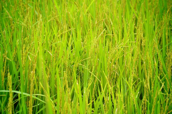 Campo de arroz — Foto de Stock