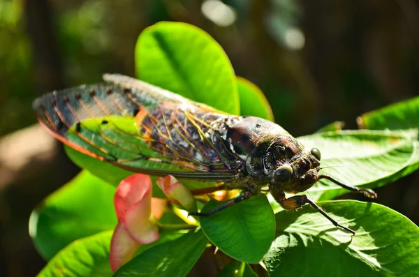 Cicada — Stock Photo, Image