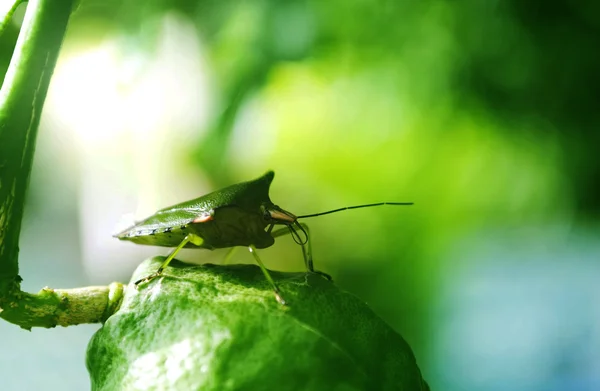 Insekten auf dem lindgrünen. — Stockfoto