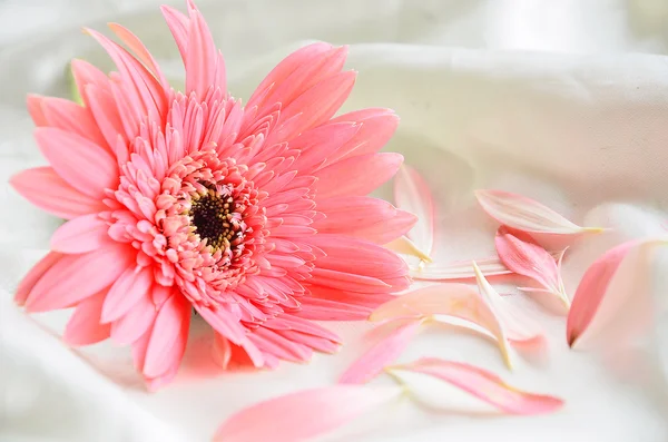 Flores cor de rosa — Fotografia de Stock