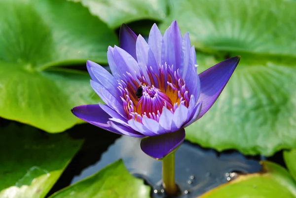 Schöne Seerose — Stockfoto