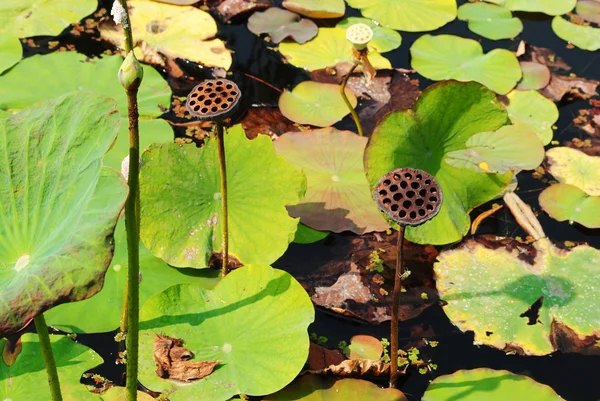 Lotusblüten — Stockfoto