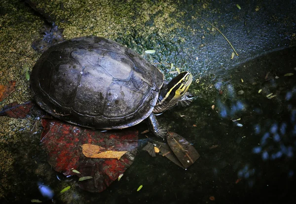 Avrupa bataklık kaplumbağa — Stok fotoğraf