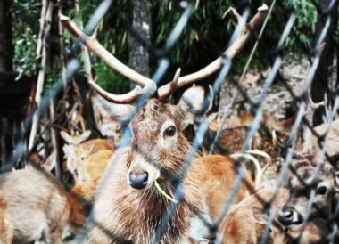 Geyik çoğu metal kafesin içinde sınırlı olan
