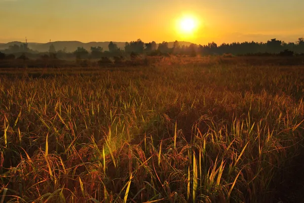 Sunset over rice field — Stock Photo, Image
