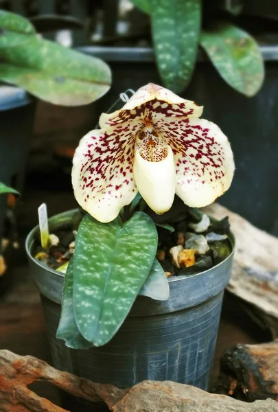 Дамская орхидея — стоковое фото
