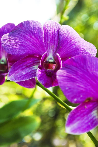 Hermosa orquídea púrpura — Foto de Stock