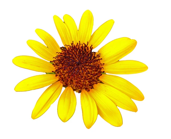 Girasole — Foto Stock