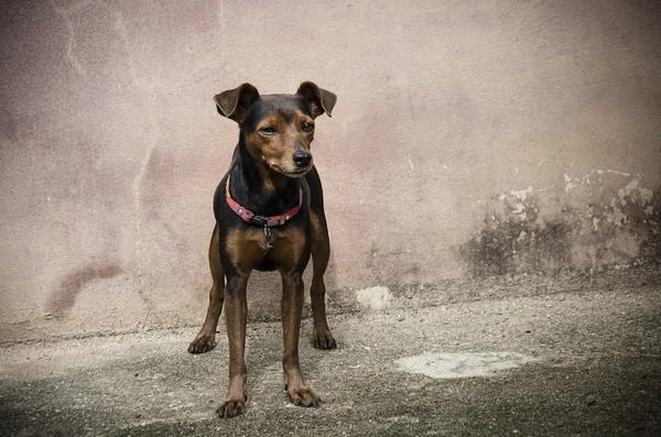 Pincher dog — Stock Photo, Image