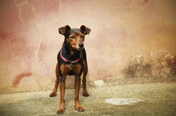 Pincher hund - Stock-foto