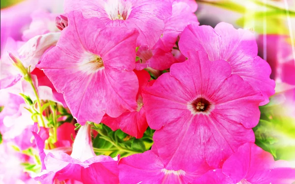 Όμορφα ροζ λουλούδια στον κήπο — Φωτογραφία Αρχείου